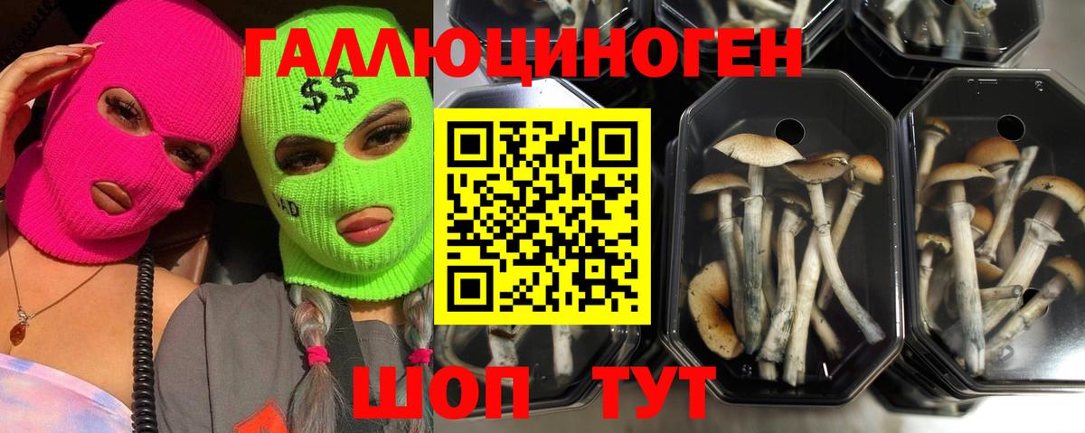 Балахна  Галлюциногенные грибы прущие грибы  Вход с VPN 